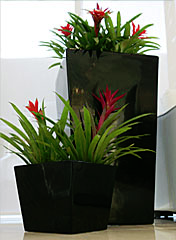 Western Suburbs Indoor Plant Hire