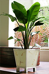 Western Suburbs Indoor Plant Hire Western Suburbs Indoor Plant Hire