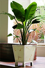 Western Suburbs Indoor Plant Hire