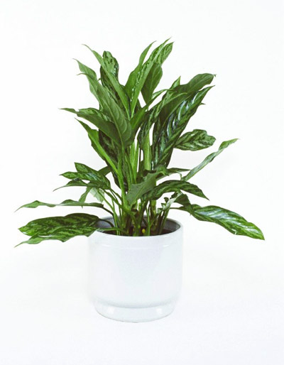 Single plant 25cm