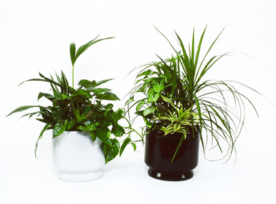 Mixed planters 25cm