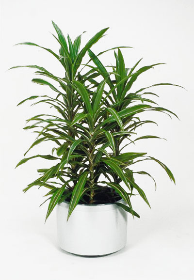 Dracaena Deremensis