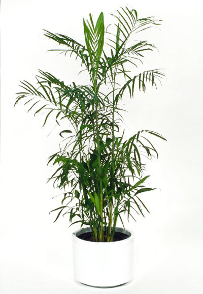 Bamboo
