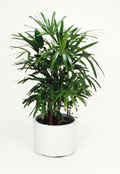 Rhapis Palm Rhapis Palm
