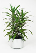 Dracaena Deremensis Dracaena Deremensis