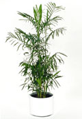 Bamboo Palm Bamboo Palm