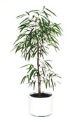 Ficus Sabre Ficus Sabre