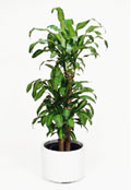 Happy Plant Happy Plant