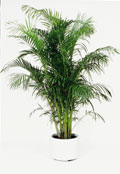 Golden Cane Palm Golden Cane Palm