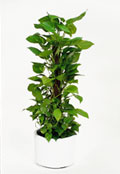 Devils Ivy Devils Ivy