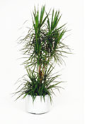 Dracaena Marginata Dracaena Marginata